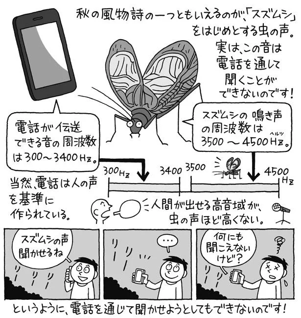 スズムシの声は電話を通して聞くことができない！