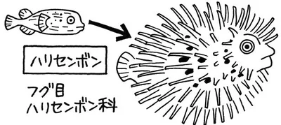 ハリセンボンの針は1000本？