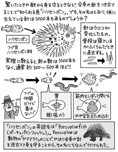 ハリセンボンの針の数を実際に数えると…