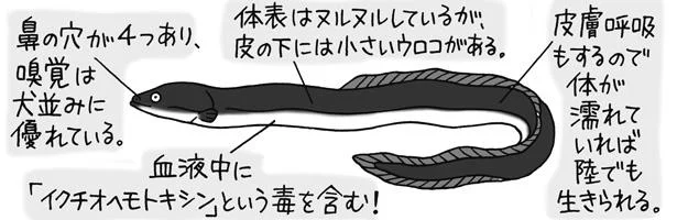 「蒲焼き」や「ひつまぶし」でおなじみのウナギ。なぜ生では食べないの？ ／雑学うんちく図鑑（9）