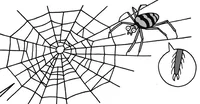 クモがクモの巣にひっかからない不思議／雑学うんちく図鑑（13）