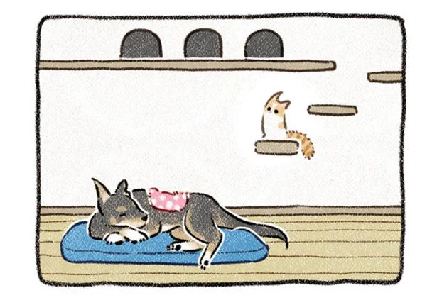 姉の家にやってきた猫。元野犬のうちの子と仲が良い…？／ドベとノラ 犬がくれた優しい世界（8）