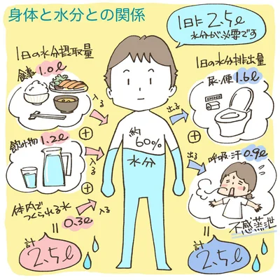 体重60kgの大人の場合、体の約60％が水分。1日に呼気や汗で排出される水分は900ｍlになります