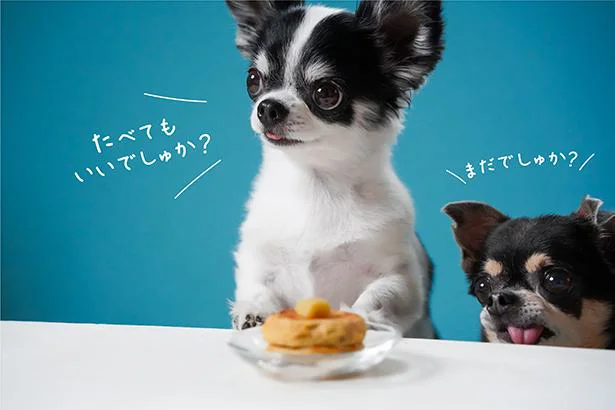 可愛すぎる 犬おやつレシピ さつまいものパンケーキ Snsのアイドル チワワのあお ものが食べる レタスクラブ