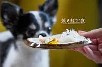 悶絶のかわいさ…！犬おやつレシピ「焼き鮭定食 」【SNSのアイドル！チワワのあお＆ものが食べる♪】