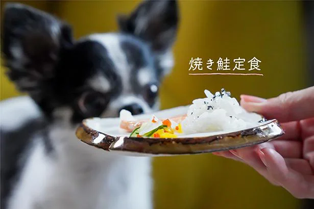 悶絶のかわいさ…！犬おやつレシピ「焼き鮭定食 」【SNSのアイドル！チワワのあお＆ものが食べる♪】