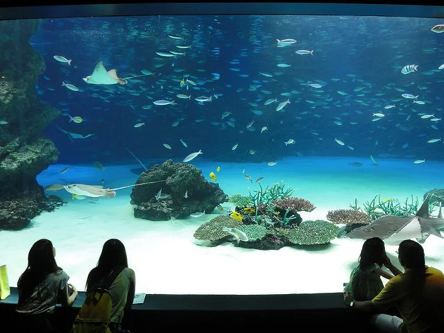水族館の魚が「美味しそう」なのは日本だけ？ 水族館での「不謹慎発言」に公式がお墨付き