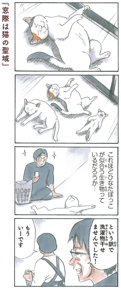 窓際は猫の聖域