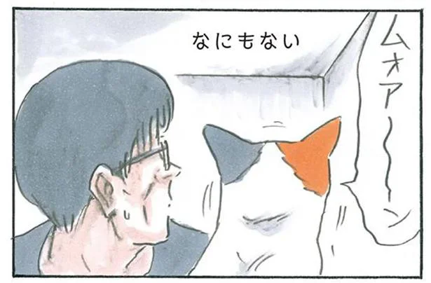 誰かいるの 壁に向かって鳴く猫がちょっと怖い 拾い猫のモチャ6 3 レタスクラブ 誰かいるの 壁に向かって鳴く猫がちょっと怖い 拾い猫のモチャ6 3 レタスクラブ