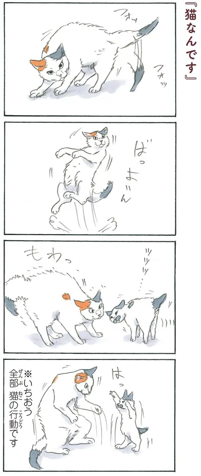 猫なんです