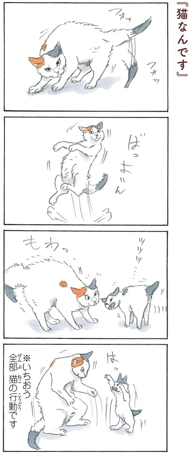 猫なんです