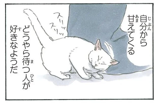 グイグイ行くのは逆効果 猫にスリスリしてもらうコツ 拾い猫のモチャ6 11 レタスクラブ