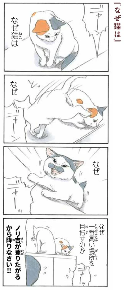 なぜ猫は