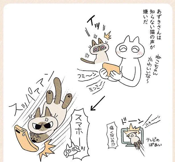 画面めがけて突進 知らない猫の声はご法度なうちの猫 シャム猫あずきさんは世界の中心 12 レタスクラブ