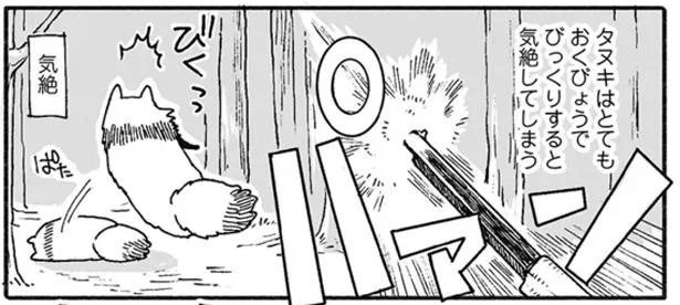 びっくりすると気絶しちゃう、臆病なたぬき／クマとたぬき（14）