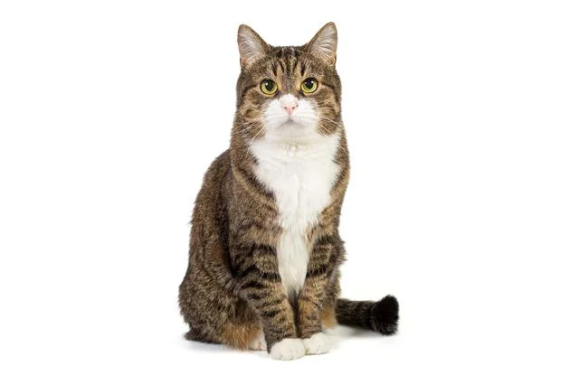 猫がマタタビに反応する謎を解明!／大人の教養 博識雑学2000（22）