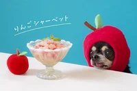 【SNSのアイドル！チワワのあお＆ものが食べる♪】暑～い日に作りたい犬おやつ「りんごシャーベット」