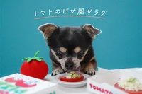 【SNSのアイドル！チワワのあお＆ものが食べる♪】簡単過ぎの犬おやつ「トマトのピザ風サラダ」のレシピ