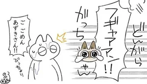突然のシャワーに大混乱！入浴嫌いの猫／もっと!!シャム猫あずきさんは世界の中心（10）