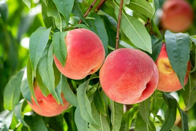 現在日本で栽培されている「もも」のほとんどは中国から入ってきた「水蜜桃系」をもとに品種改良したもの