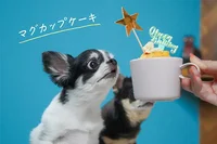 【SNSのアイドル！チワワのあお＆ものが食べる♪】愛犬のお誕生日に♪レンジで簡単マグカップケーキ