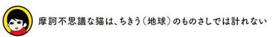 摩訶不思議な猫