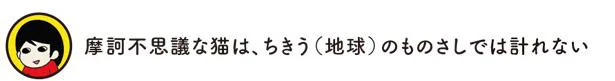 摩訶不思議な猫