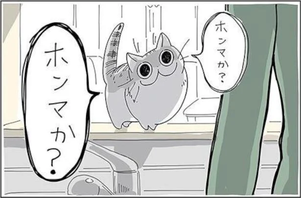 うちの猫も喋らないかな と思っていたら 教えてない言葉をたくさん発しました 夜は猫といっしょ 3 レタスクラブ