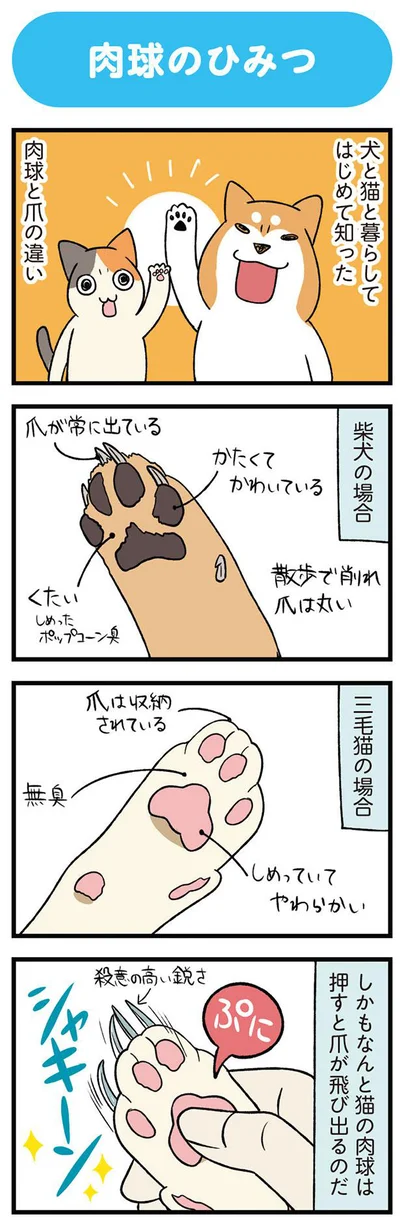 犬と猫と暮らしてはじめて知った