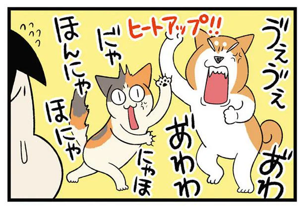 実は予定調和なの？ケンカみたいな犬と猫のじゃれ合いにハラハラ！／うちう猫と柴犬（9）