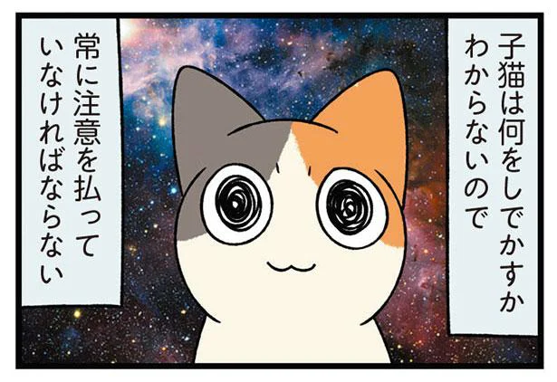 危なっかしくて目が離せない！予測不能な子猫の動き／うちう猫と柴犬（10）