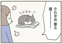 今日着る服の上に猫が!? 代わりにマットを差し出してみた結果／うちの猫がまた変なことしてる。（4）