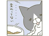 「あーあ…」あんまり好きじゃないエサのときの猫の様子／うちの猫がまた変なことしてる。（8）