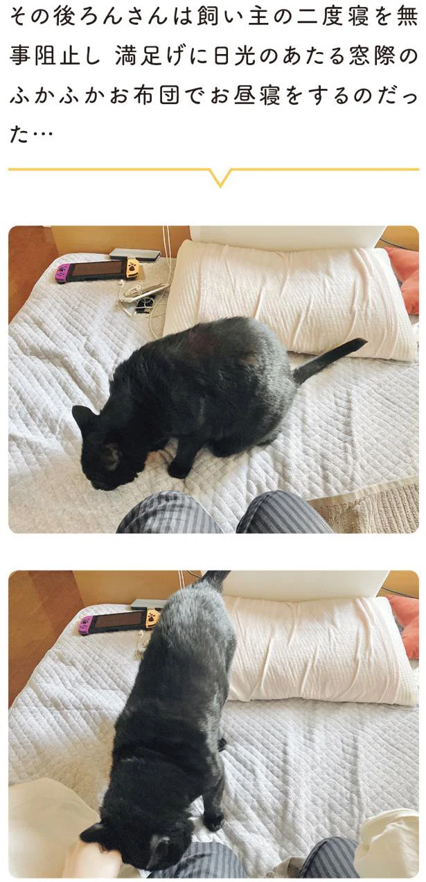 飼い主の二度寝を無事阻止