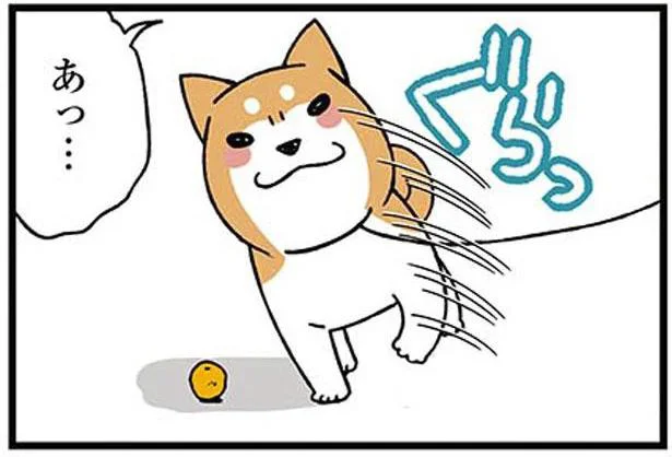 うちの犬の変わった趣味。おさんぽ中にぐらっと横倒しになるナゾ／ドヤ顔柴犬どんぐり（5）