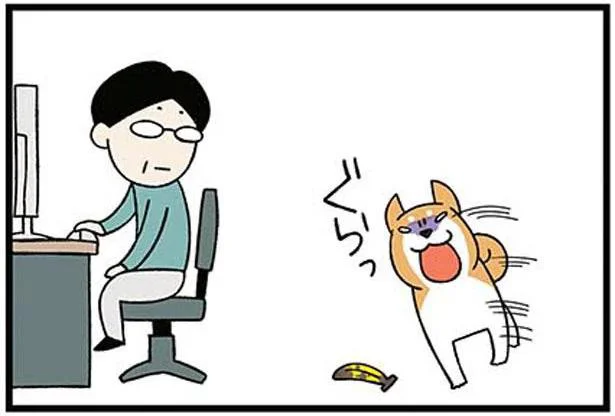 アーッ！ 柴犬がバナナを！ 父の部屋で起きたバナナ事件／ドヤ顔柴犬どんぐり（6）
