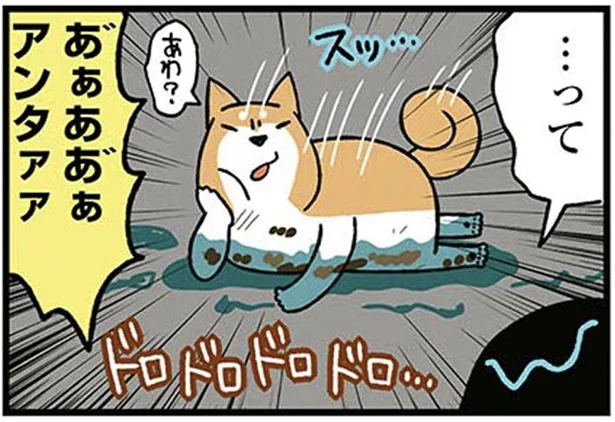犬飼いさんは共感しかない!?切ないお風呂あるある／ドヤ顔柴犬どんぐり（8）