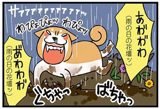 雨の夜の悲劇。一瞬のスキをついて柴犬が外へ脱走…！／ドヤ顔柴犬どんぐり（10）
