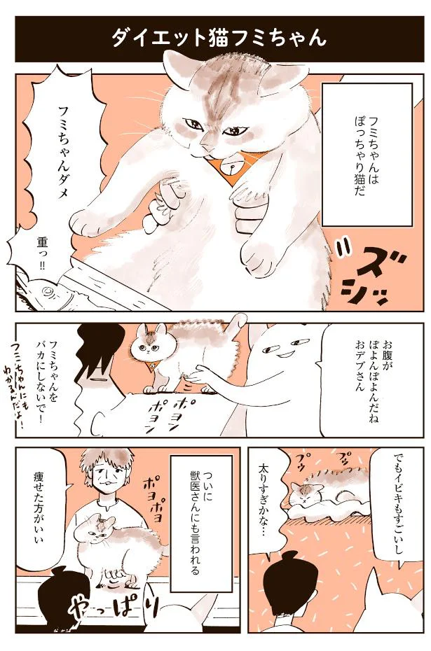 フミちゃんはぽっちゃり猫