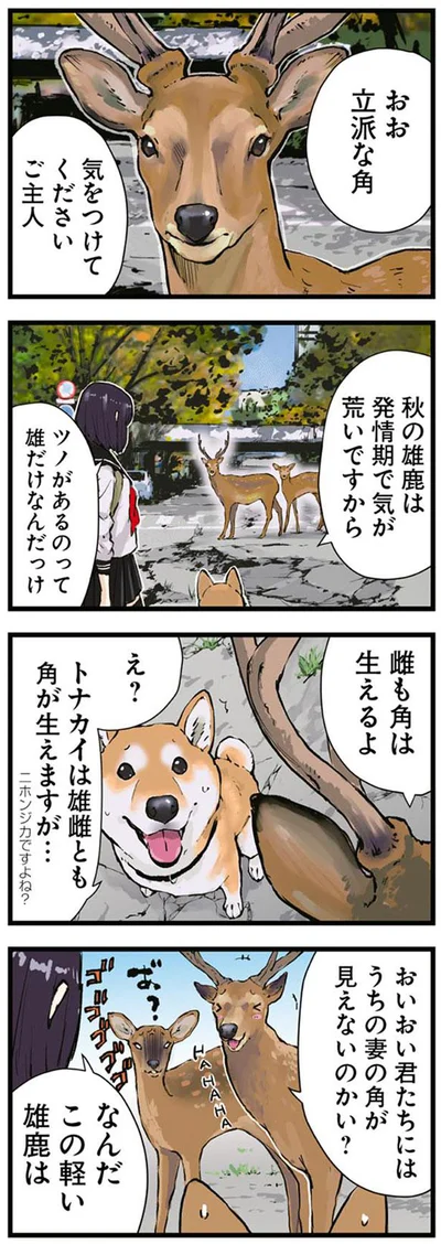 なんだこの軽い雄鹿は
