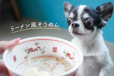 チワワのあお＆ものが食べてみた♪　ヘルシーな手作り犬おやつ「ラーメン風そうめん」