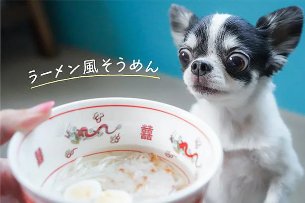 チワワのあお＆ものが食べてみた♪　ヘルシーな手作り犬おやつ「ラーメン風そうめん」