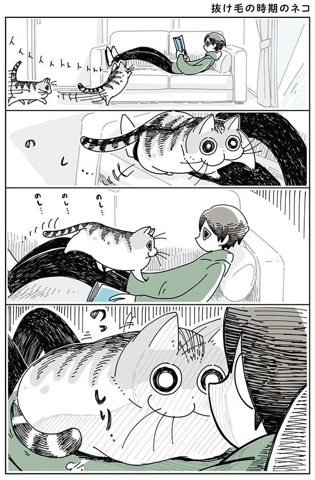 抜け毛の時期のネコ
