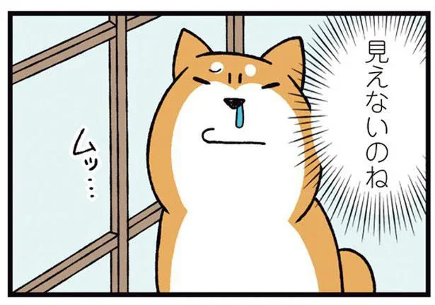 障子の向こうが見たい！うちの犬がやらかした珍行動／ドヤ顔柴犬どんぐり2（4）
