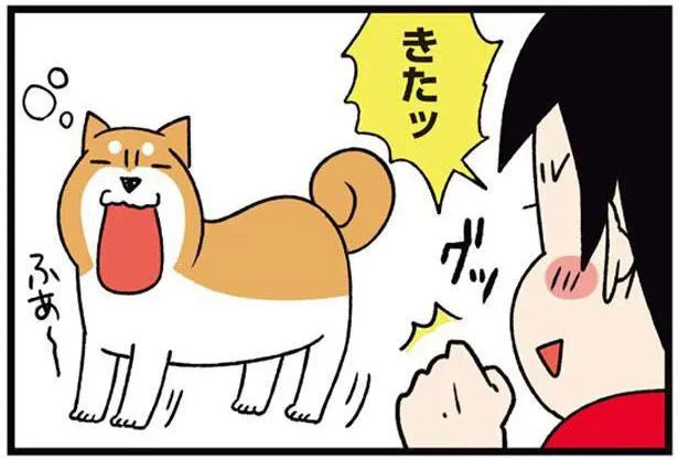 あくびをしたら始まるサイン!?私が大好きなうちの犬の仕草／ドヤ顔柴犬どんぐり2（10）