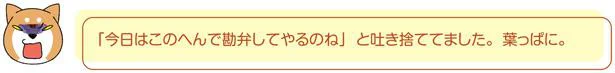 今日はこのへんで勘弁してやるのね