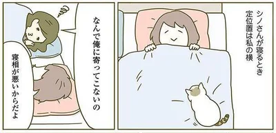 シノさんが寝るときの定位置