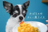 【SNSのアイドル！チワワのあお＆ものが食べる♪】かぼちゃのカレー風ライス