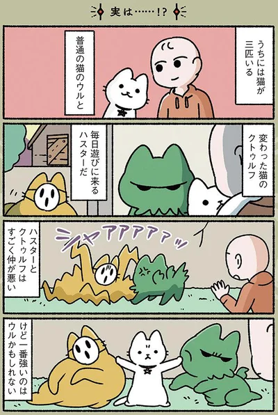 うちには猫が三匹いる