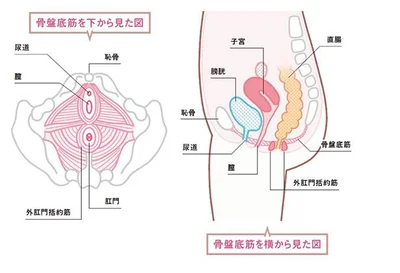 骨盤底筋を下から見た図